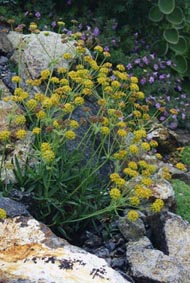 Bupleurum sp